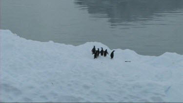 Wide shot high angle, tracking shot. Adelie penguins on an iceberg near the Antarctic Peninsula