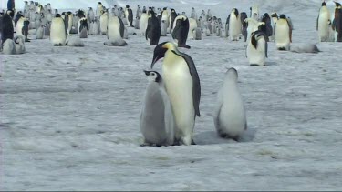 Emperor penguin chick asking its parent for food. Parent adult feeding chick regurgitated food.