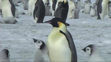 Emperor penguin chick asking its parent for food. Parent adult feeding chick regurgitated food.