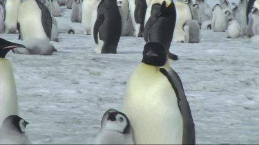 Emperor penguin chick asking its parent for food. Funny, parent seems to shake head a s if to say "No".