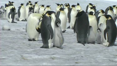 Emperor penguin chick keeps close to adult for warmth and protection.