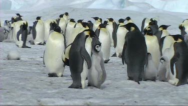 Emperor penguin chick asking its parent for food