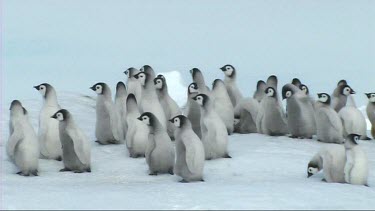 Emperor penguin chicks clustered together in nursery or cr?che for warmth and safety. Waiting for their parents to return with food