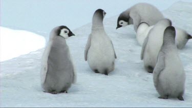 Emperor penguin chicks waiting for their parents to return with food. Wing flapping