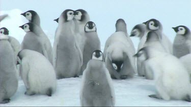 Zoom out to wide shot. Emperor penguin chicks clustered together in nursery or cr?che for warmth and safety. Waiting for their parents to return with food