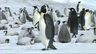 Emperor penguin colony, adults and chicks. Chick wing flapping.
