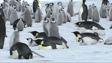 Emperor penguins resting between the chicks