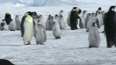 Emperor penguin colony, pan following chicks walking towards nursery cr?che.