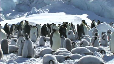 Zoom out. View of an emperor penguin colony