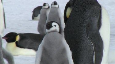 Emperor penguin chick next to adult