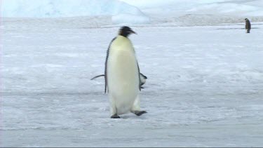 Emperor penguin walking waddling on the edge of the colony