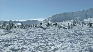 View of an emperor penguin colony
