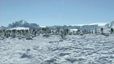 View of an emperor penguin colony