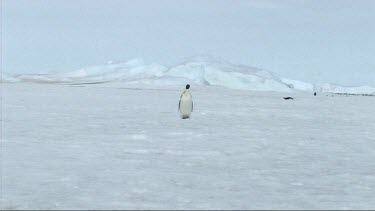 Lone emperor penguin standing and looking to camera, head bobs up and down.