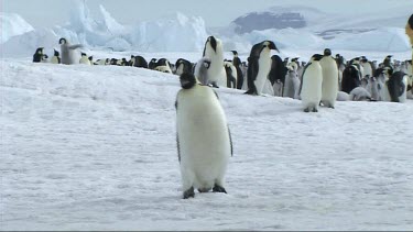 Emperor penguin walking away from the colony, waddle, waddling.
