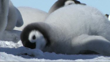Emperor penguin chick resting and eating snow