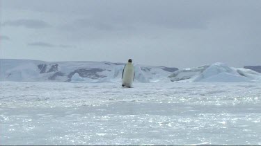 Lone emperor penguin walking on the sea ice of Antarctica. Sun reflecting on ice, glistening sparkling