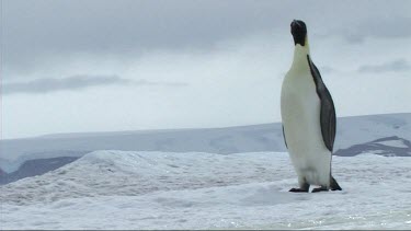 Emperor penguin standing on the sea ice of Antarctica