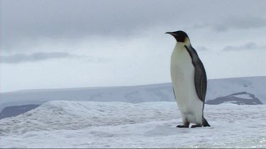 Emperor penguin walking away, sea ice of Antarctica