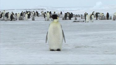 Emperor penguin cleaning its feathers
