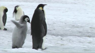 Emperor penguin leading its chick away from the colony