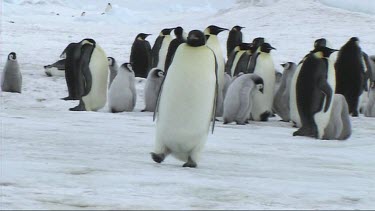 Emperor penguin walking in colony