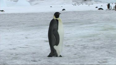 Emperor penguin standing on the sea ice of Antarctica, walks off