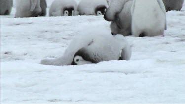 Emperor penguin chick resting on the snow