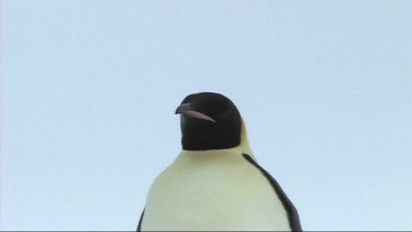 Emperor penguin looking around searching for its chick