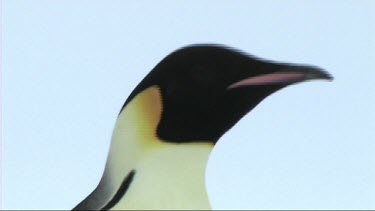 Emperor penguin looking around searching for its chick