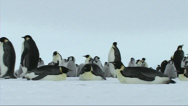 Three emperor penguins resting in the snow of Antarctica, colony in background.