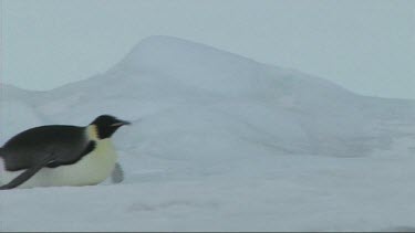 Emperor penguin belly sliding on the sea ice in the Weddell Sea, Antarctica