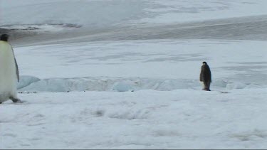 Emperor penguins walking on the sea ice of Antarctica