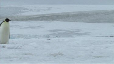 Emperor penguins walking on the sea ice of Antarctica