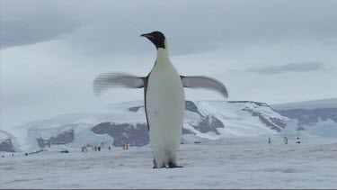 Emperor penguin on Antarctica flapping its flippers wings