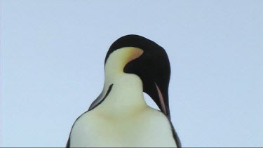 Close-up of an emperor penguin preening