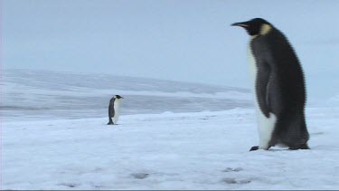 Emperor penguin walking on the sea ice of Antarctica