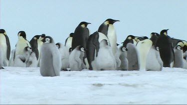 Emperor penguin chick standing next to a colony, nursery cr?che, huddling