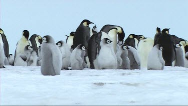 Emperor penguin chick standing next to a colony calling for its parents, nursery cr?che, huddling