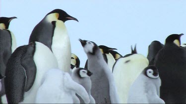 Emperor penguin chick asking its parent for food. Parent feeds it regurgitated food, see parent regurgitating