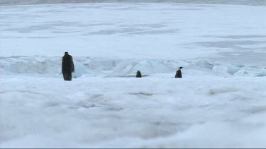 Emperor penguins walking and belly sliding away from the colony