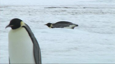 Emperor penguin walking and belly sliding on the sea ice of Antarctica