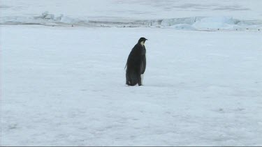 Lone emperor penguin walking away with back to camera, on the sea ice of Antarctica