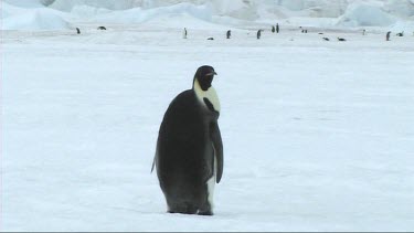 Emperor penguin looking around and walking away