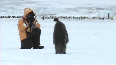 Emperor penguin looking at a tourist when its photo is taking