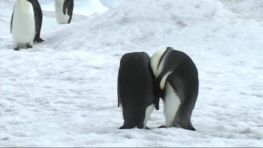 Two emperor penguins preening next to a large colony