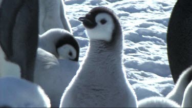 Close-up of an emperor penguin chick waiting for its parents