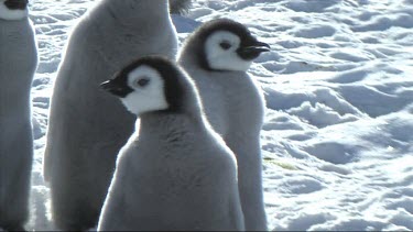 Close-up of an emperor penguin chick waiting for its parents