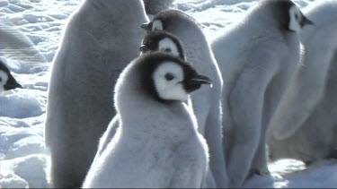 Close-up of an emperor penguin chick waiting for its parents