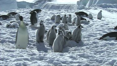Emperor penguin chicks waiting for their parents to return with food, huddle together in nursery or cr?che for warmth and safety.